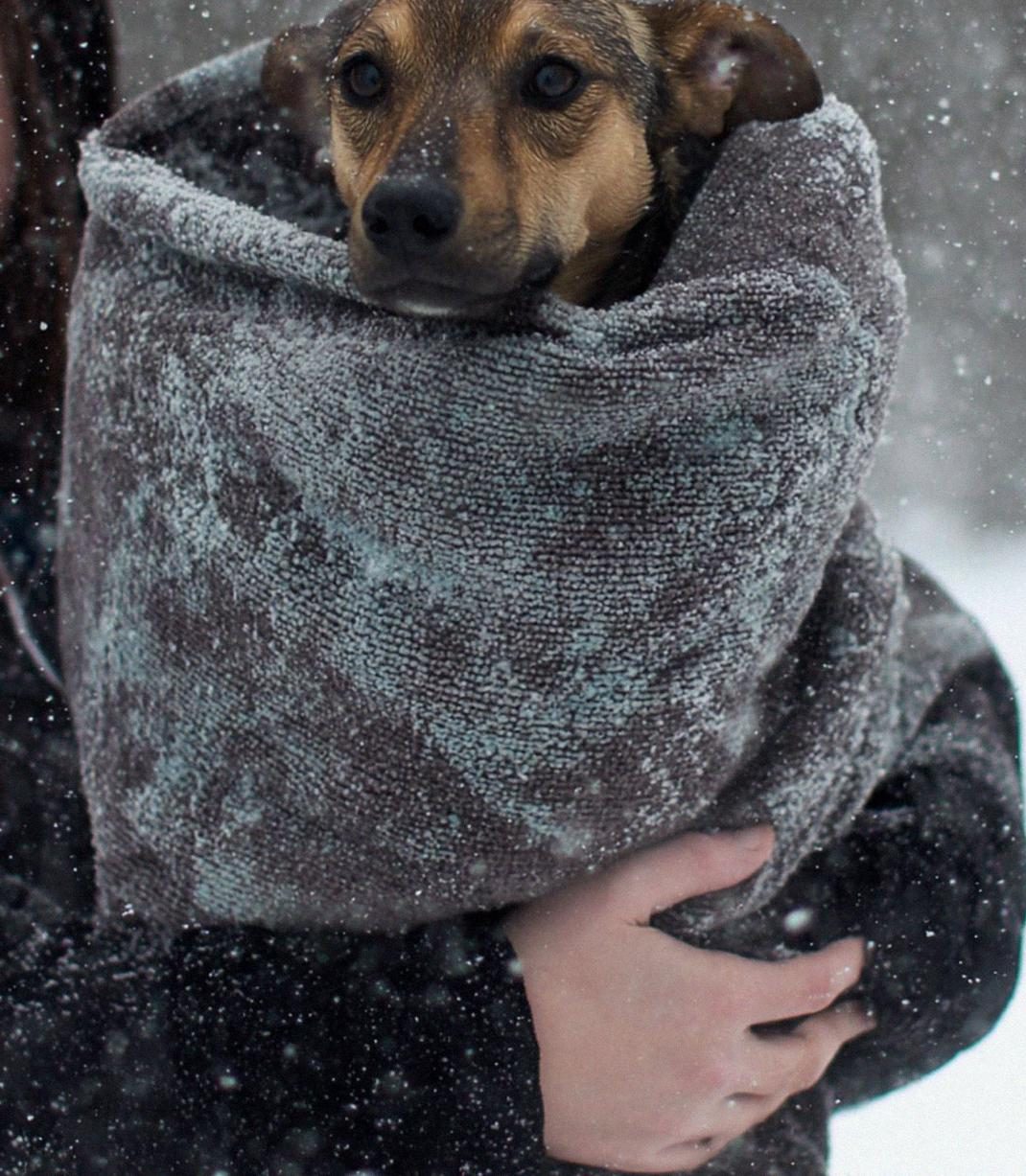 Gondoskodott egy kóbor kutyáról – a nyakörve valami olyasmit mutatott, amire nem számított