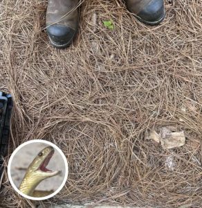 Tedd próbára az eszedet: egy betolakodó rejtőzik ezen a képen, megtalálod?