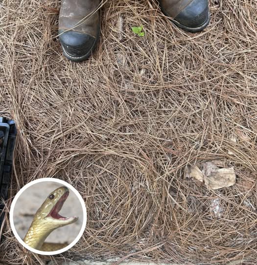 Tedd próbára az eszedet: egy betolakodó rejtőzik ezen a képen, megtalálod?